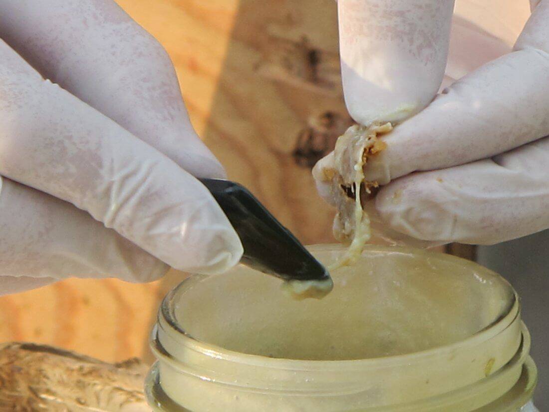Заготовка маточного молочка. пчеловодство для начинающих