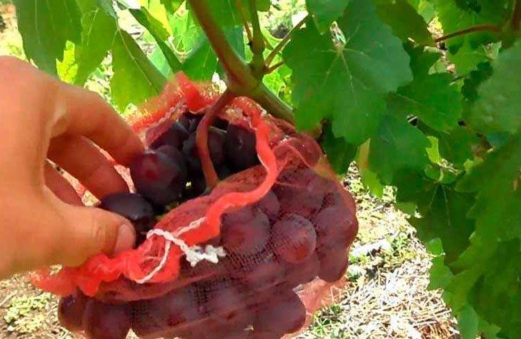 История, описание и характеристики сорта винограда подарок ирине, особенности выращивания и ухода