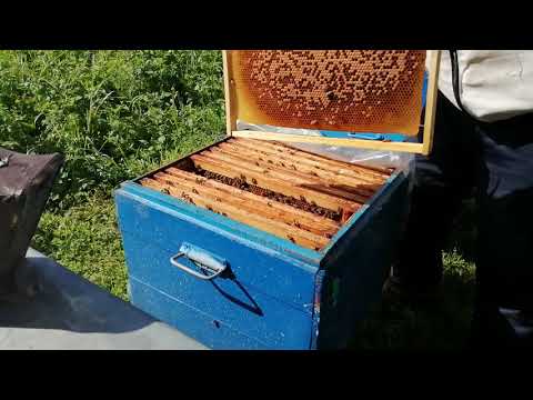 Главный взяток у пчёл. как готовиться к медосбору - пчеловодство — опасеке