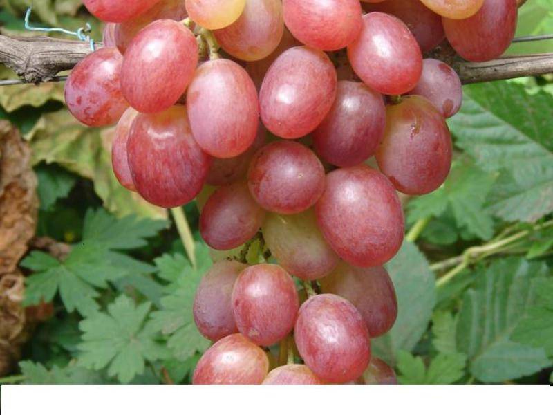 Виноград виктория: характеристика и описание сорта, выращивание и уход