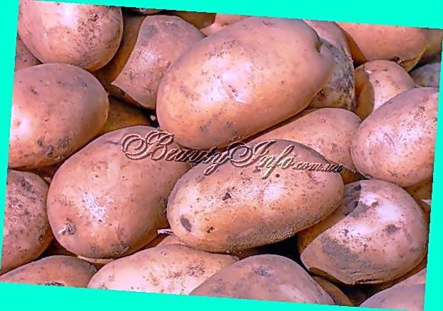 Описание картофеля колетте: выращивание и отзывы огородников