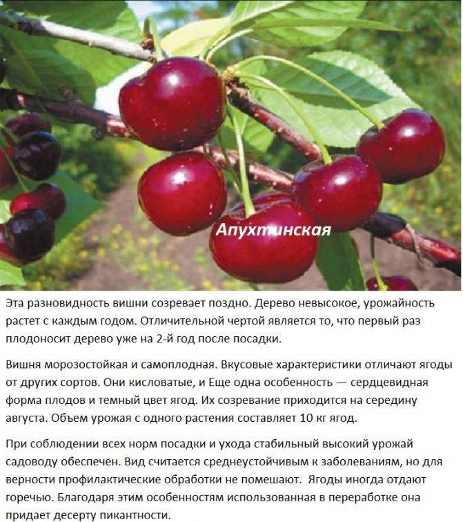 Описание лучших сортов и выращивание черешни на Урале, посадка и уход