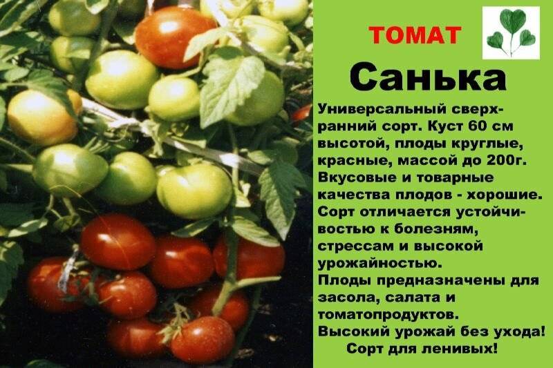 Томат санька: описание сорта, отзывы, фото, характеристика | tomatland.ru