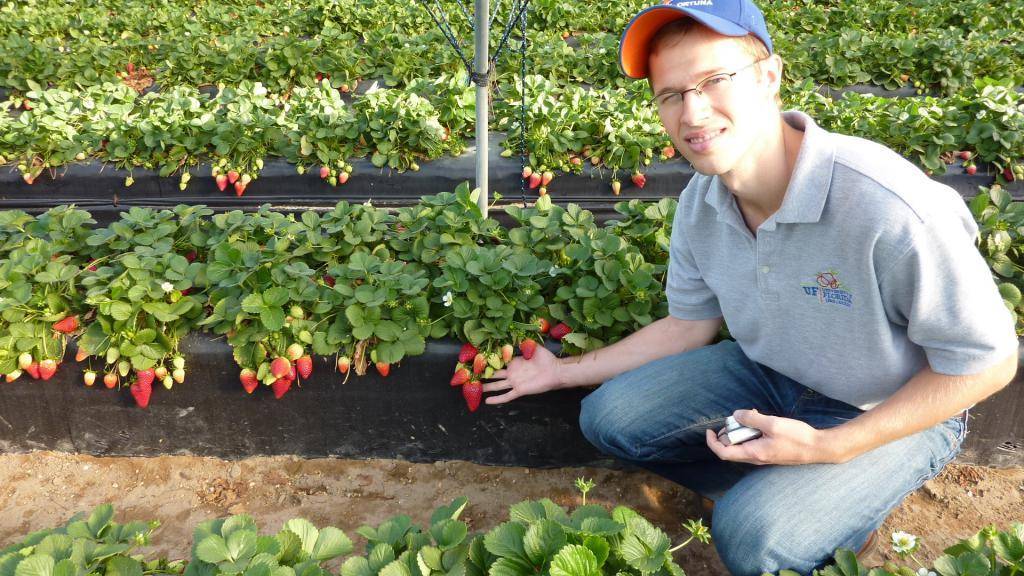 Выращивание клубники на гидропонике самый эффективный метод. ягода получается вкусной, а выращивать можно круглый год даже в квартире.