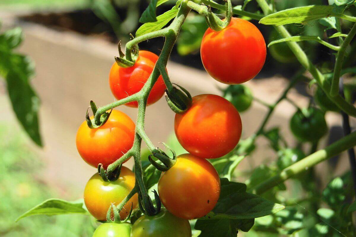 ✅ каспар томат отзывы урожайность. томат каспар: отзывы, фото, урожайность - живой-сад.рф
