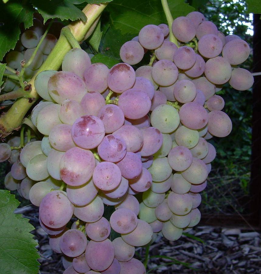 Виноград фиолетовый ранний: описание сорта, характеристики и особенности выращивания, фото | сортовед