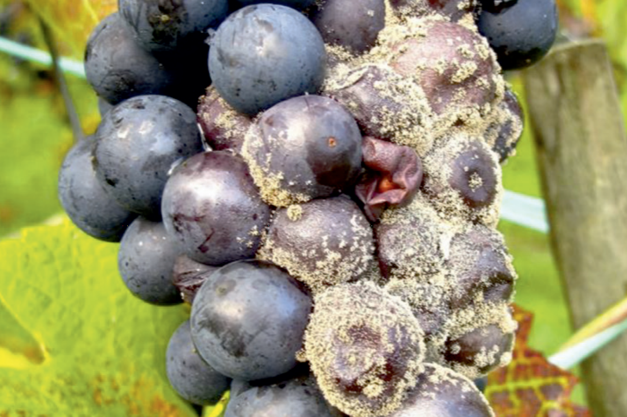 Серая гниль на винограде: чем и когда обработать, фото