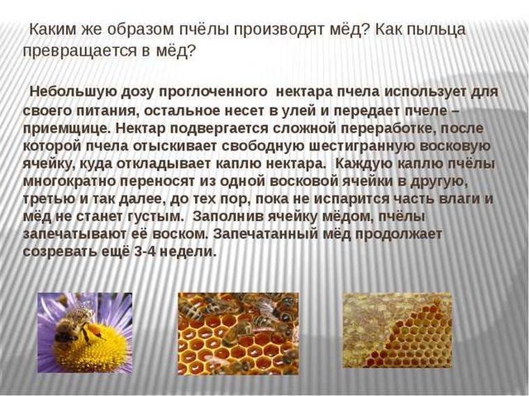 Пчелиная пыльца детям: полезные свойства, как правильно употреблять, в каком возрасте можно давать детям, полезные рецепты из пыльцы