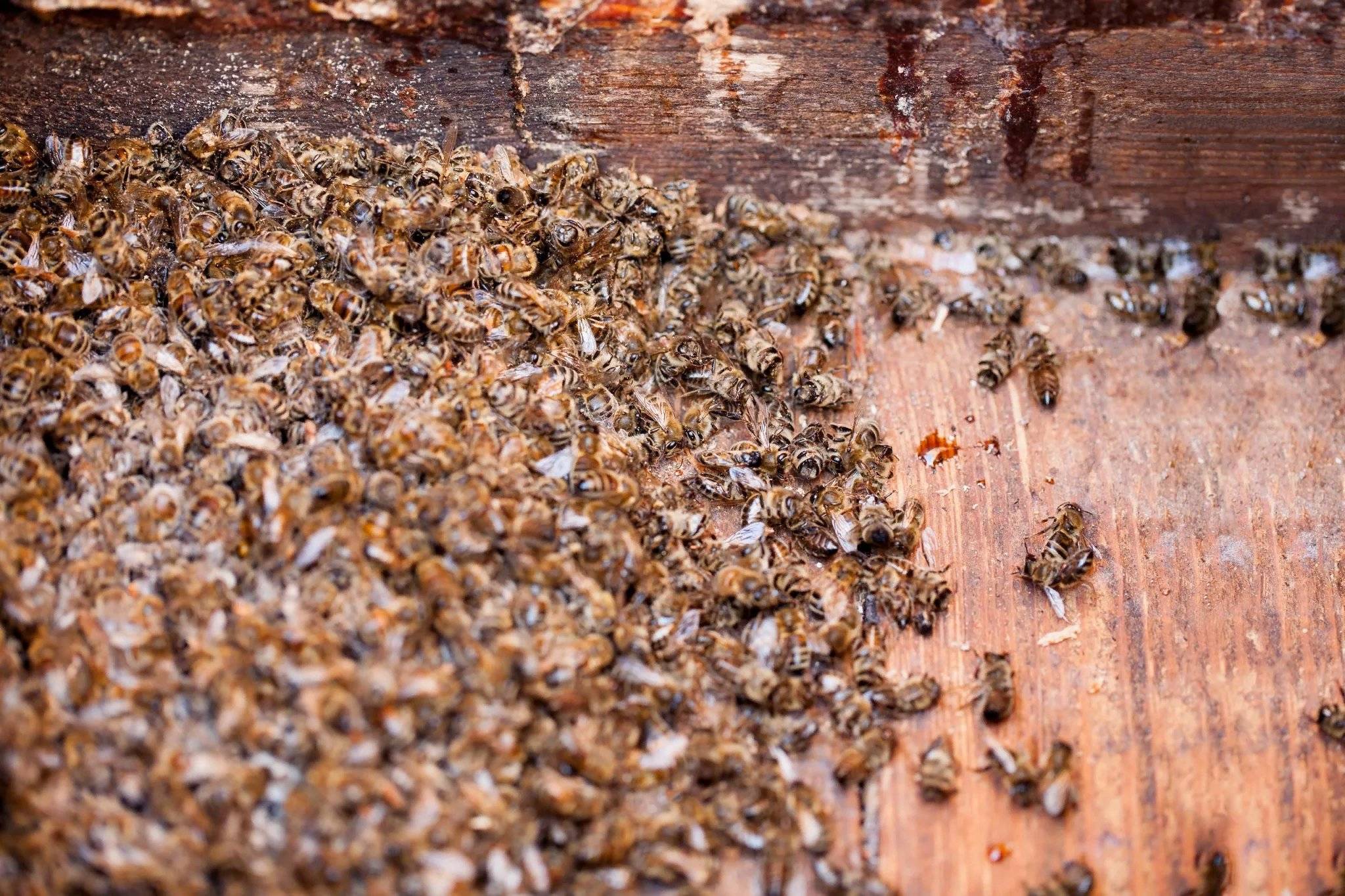 Пчелиный подмор, настойка на водке, при каких болезнях поможет