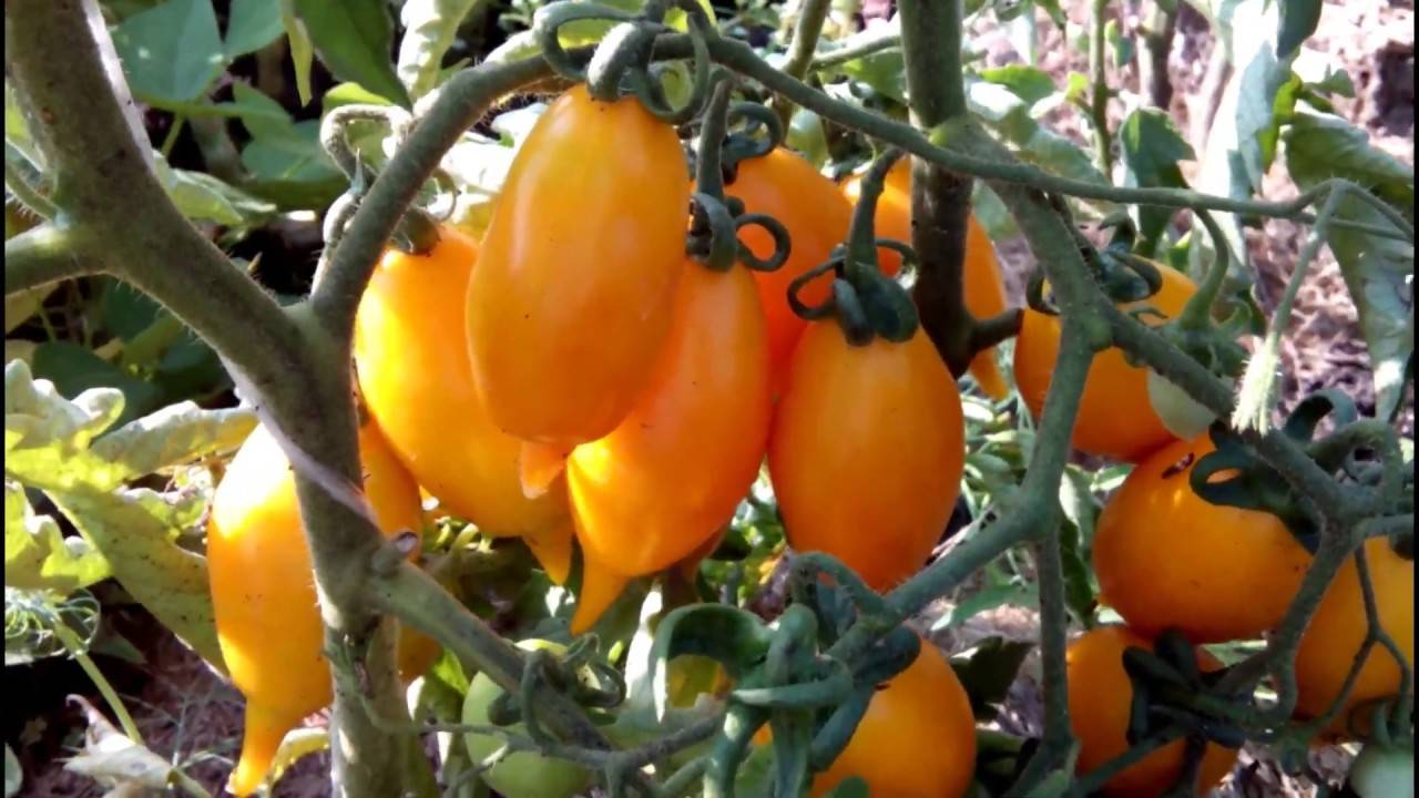 Томат золотая канарейка: характеристика и описание сорта, фото куста, отзывы об урожайность помидоров