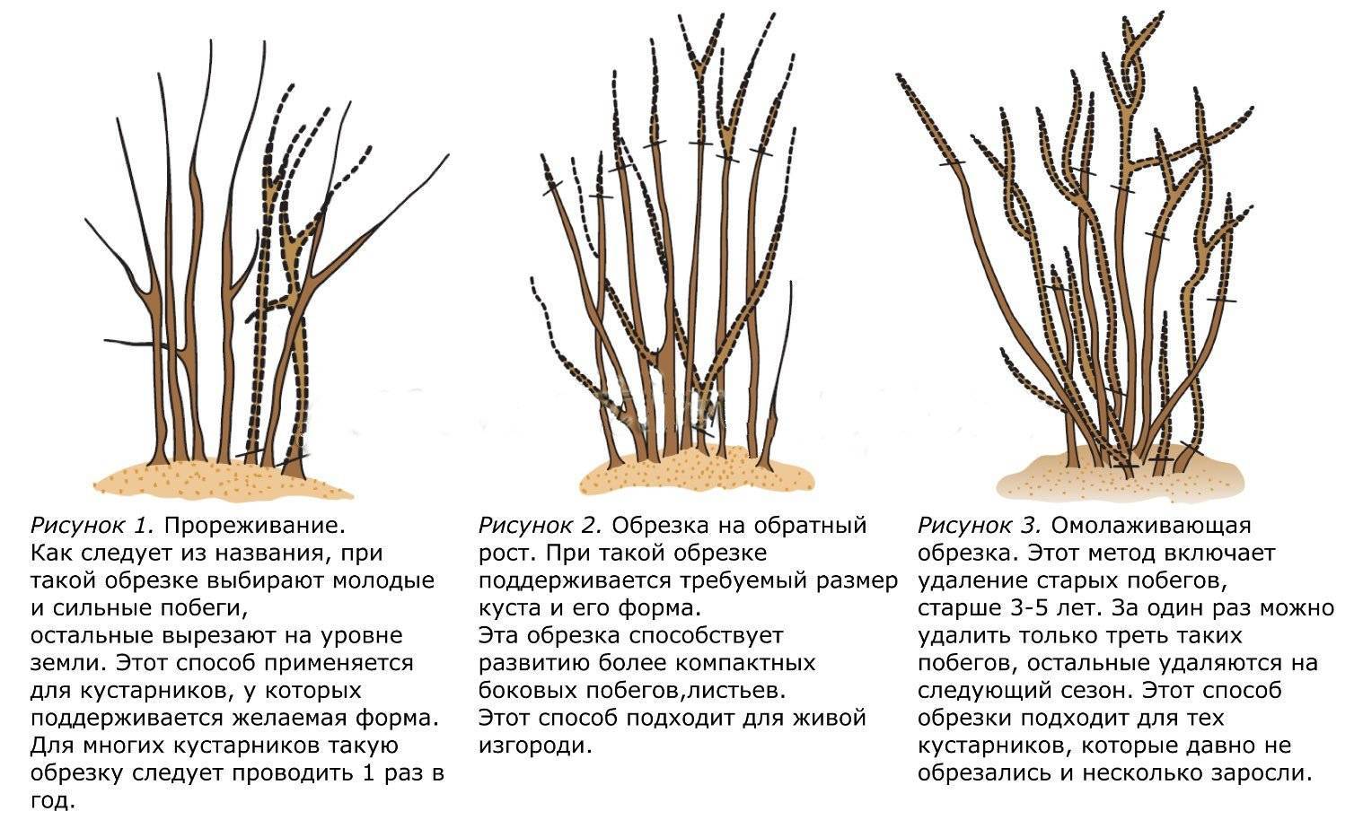 Крыжовник: посадка в открытом грунте, технология выращивания, особенности ухода, урожайность
