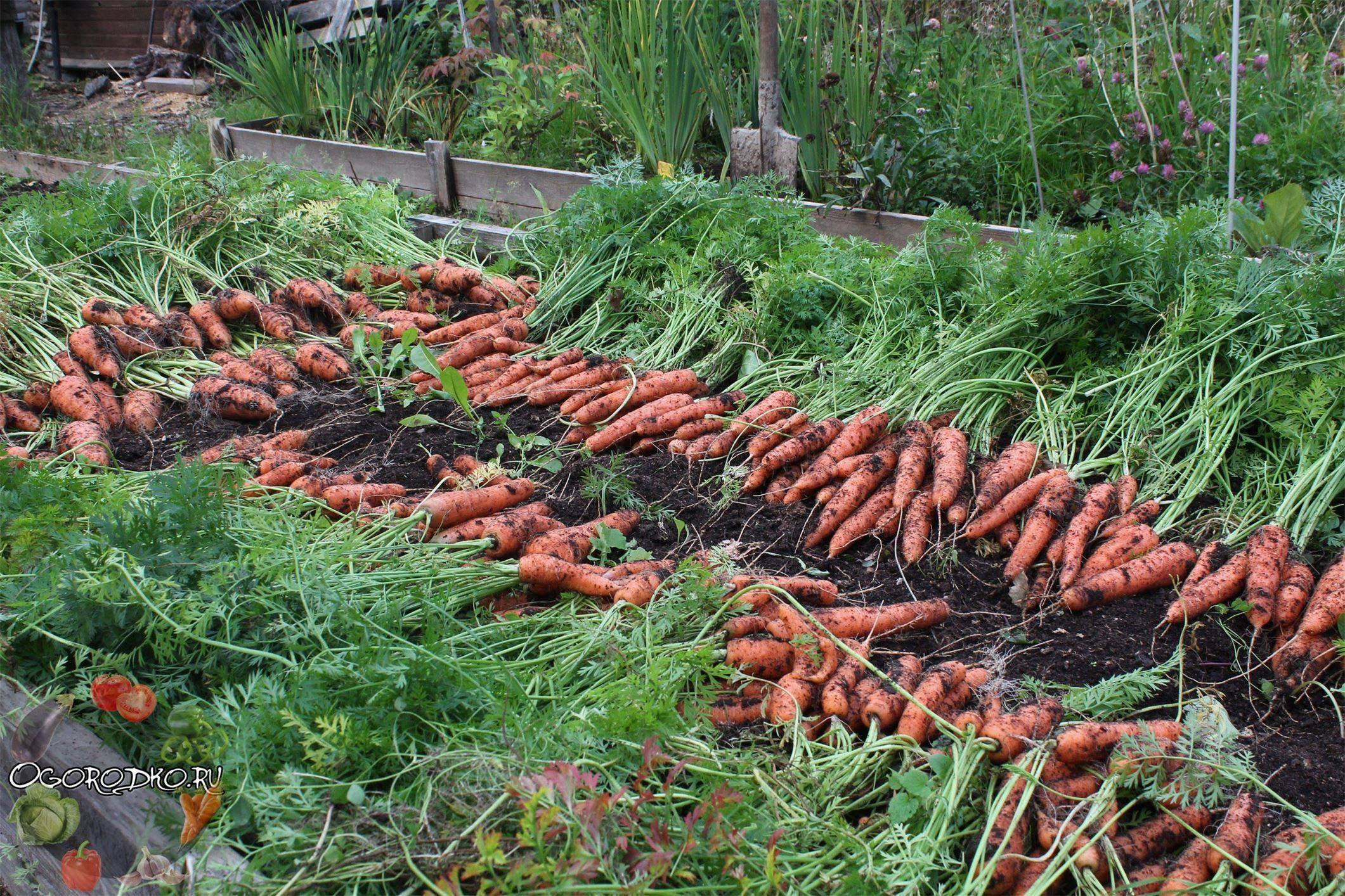 Когда убирать морковь с грядки на хранение в 2021 году по лунному календарю - дзен дневник