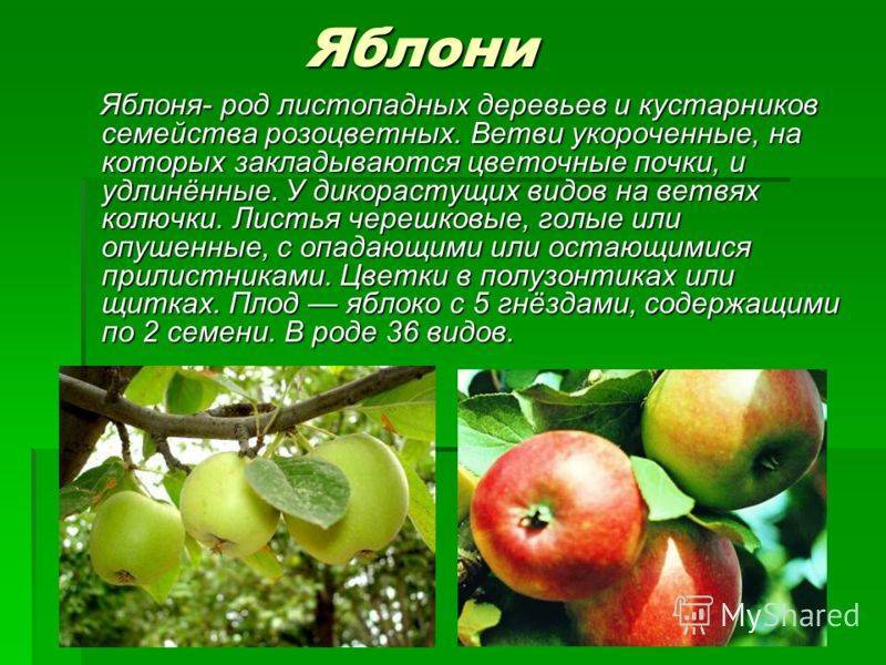 Старинная яблоня семеренко (ренет симиренко): описание, фото