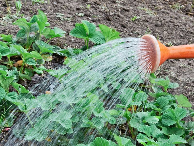 Как часто поливать клубнику в открытом грунте, особенности полива во время цветения, плодоношения