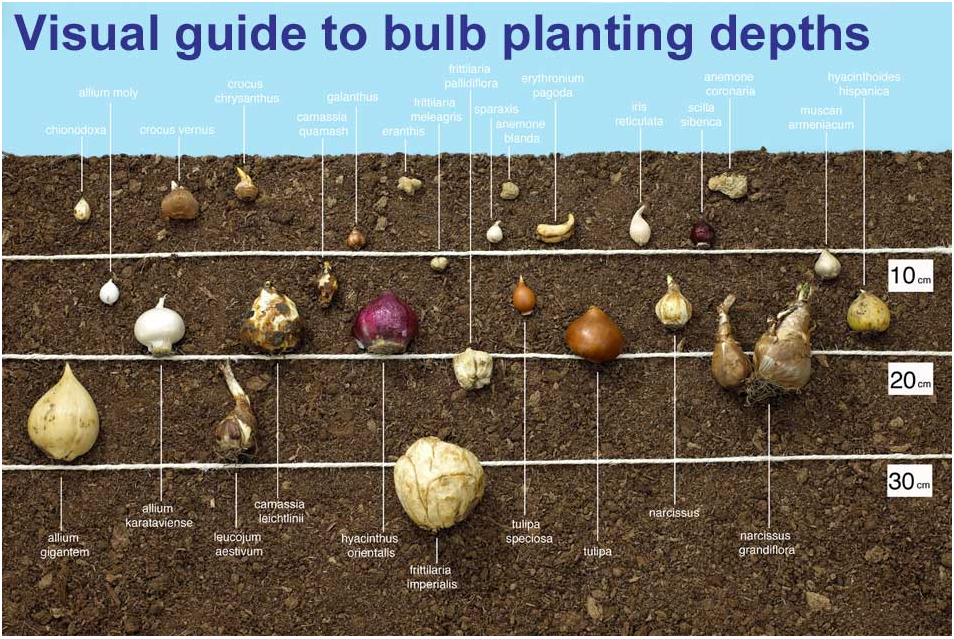 Когда сажать тюльпаны осенью: месяц, почва, глубина
