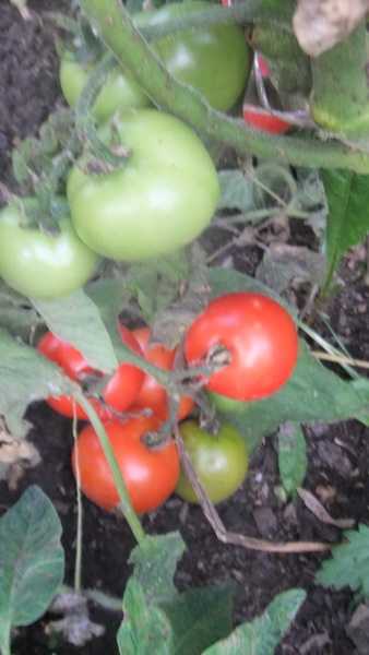 Описание сортов томатов — марфушечка-душечка и московская грушовка – дачные дела