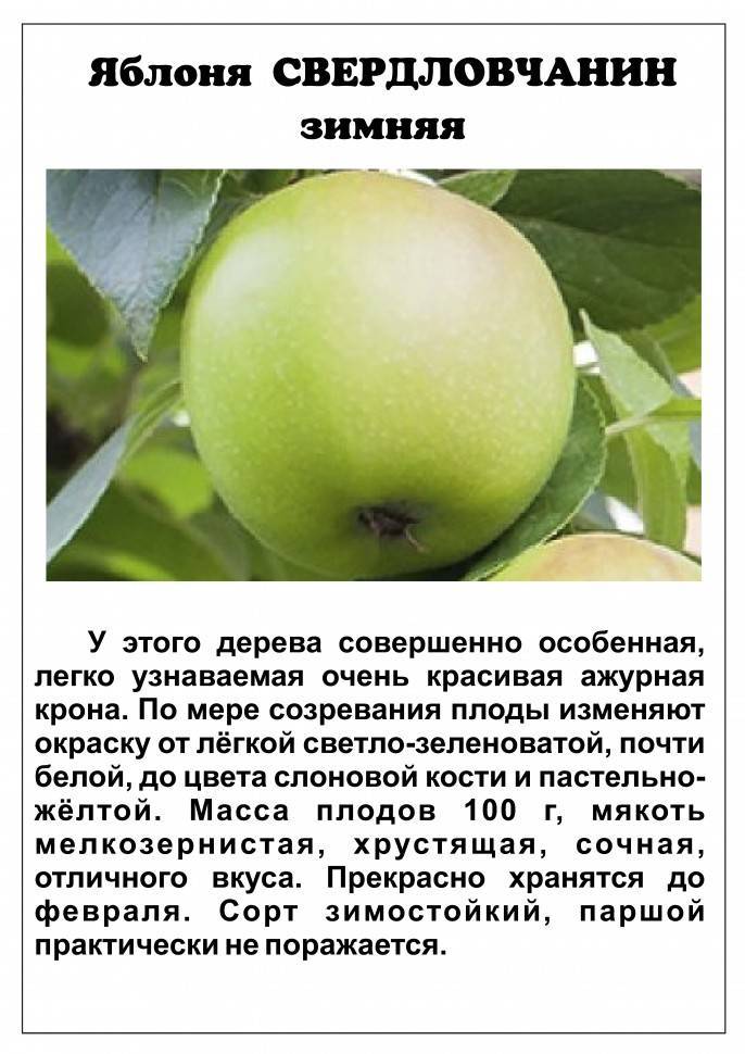 Сорт яблок антоновка — характеристика, разновидности яблони, посадка и уход