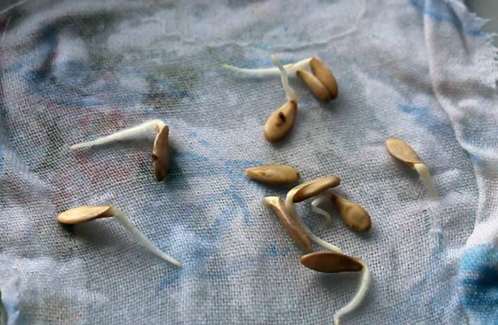 Как из огурца получить семена в домашних условиях