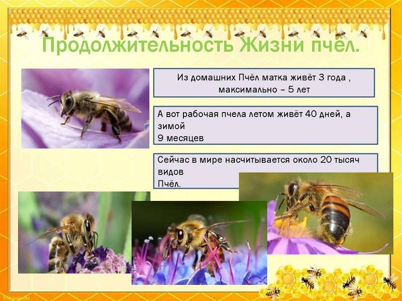 Сколько живут пчелы? все о продолжительности жизни пчел