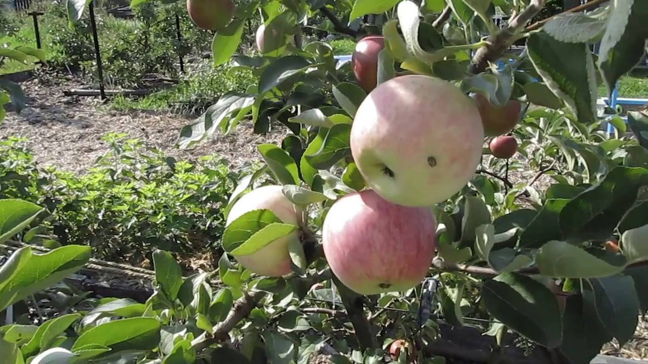 Сорта яблонь мечта садовода