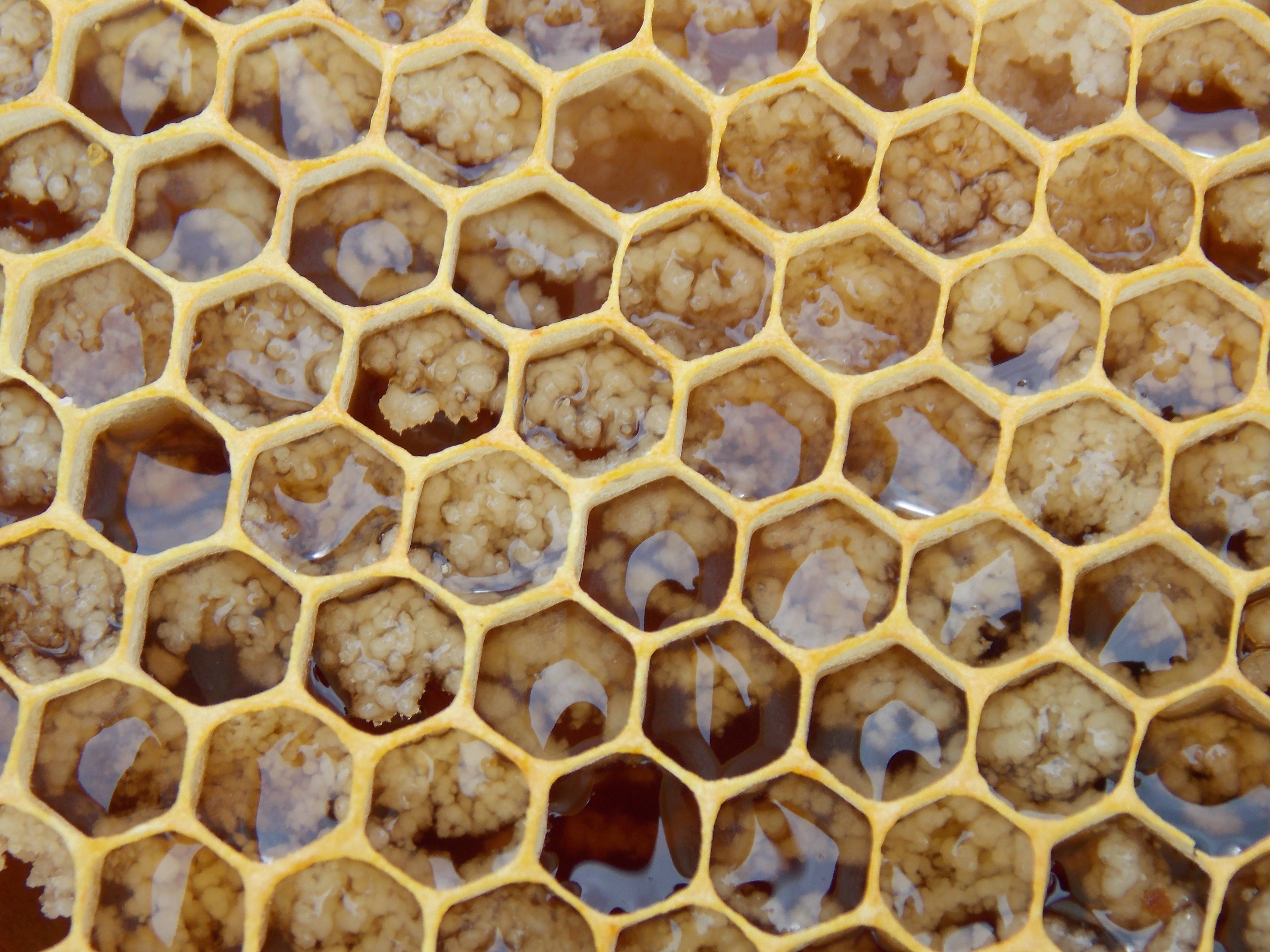 Можно ли есть пчелиные соты? польза, применение, вред