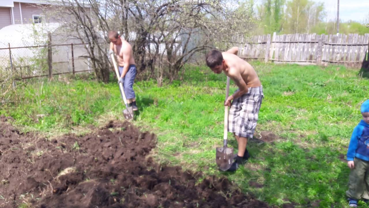 Посадка картофеля под лопату — как правильно сажать картофель под лопату — про огород