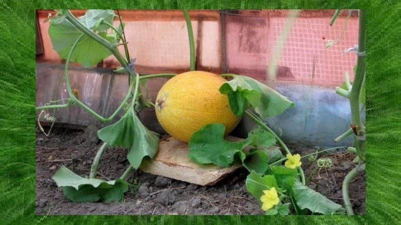 Дыня колхозница - как выбрать, польза и вред, калорийность, видео