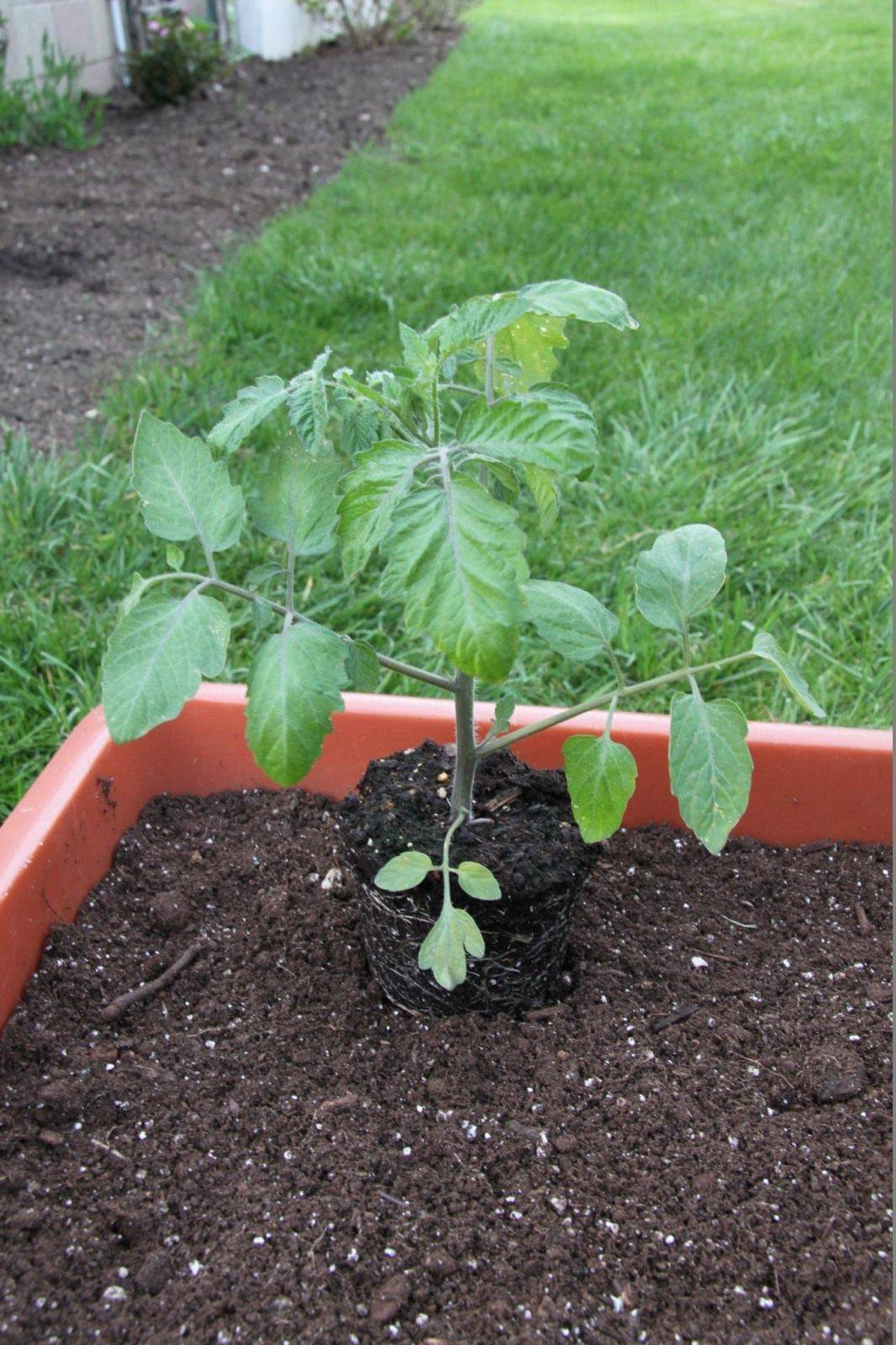 Помидоры черри: выращивание маленьких томатов в теплице