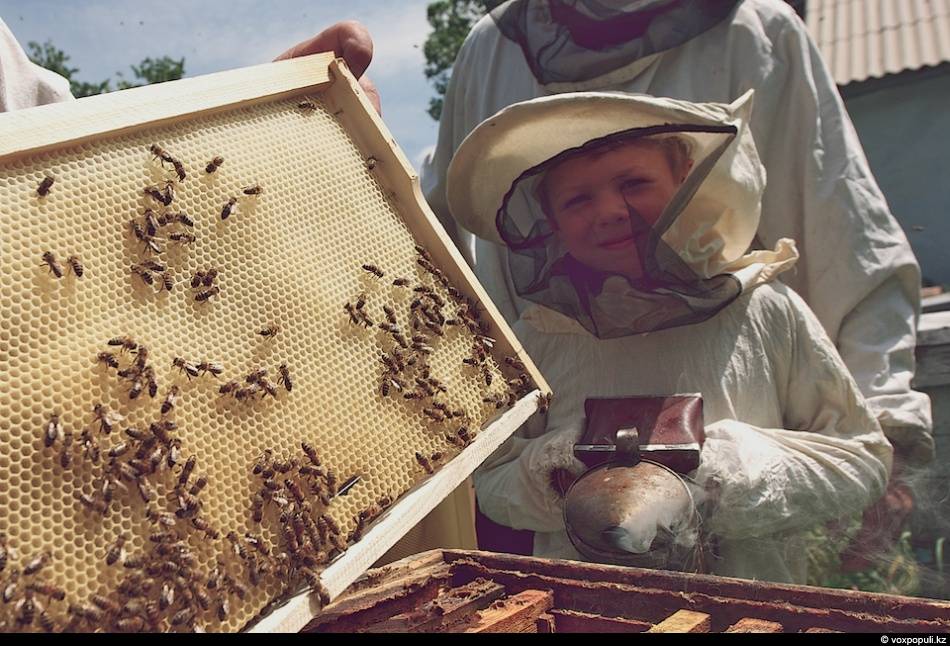 Пчелиный мед и как пчелы его вырабатывают? - bee-keeper.ru