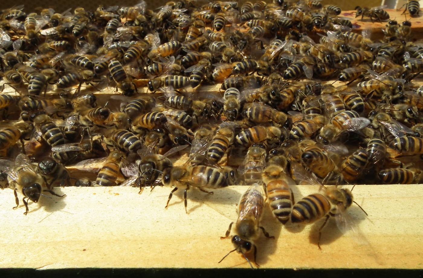 Пчелы бакфаст: характеристика, особенности и линии породы.