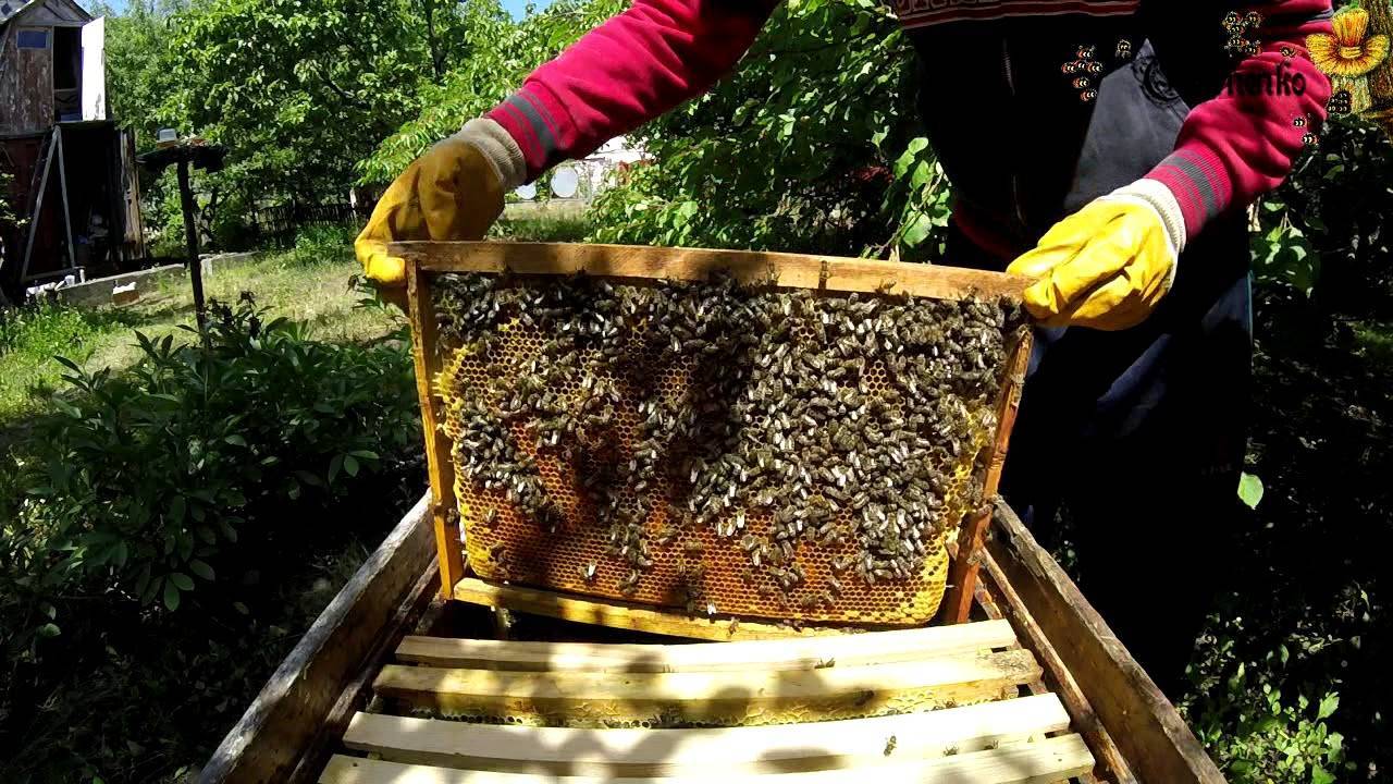 Пчеловодство как бизнес — с чего начать и как развивать