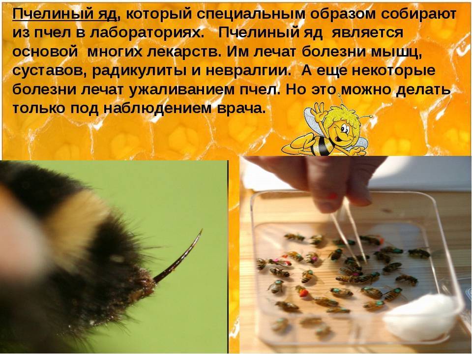 Пчелиный яд – полезные свойства, показания, применение, его действие на организм, состав