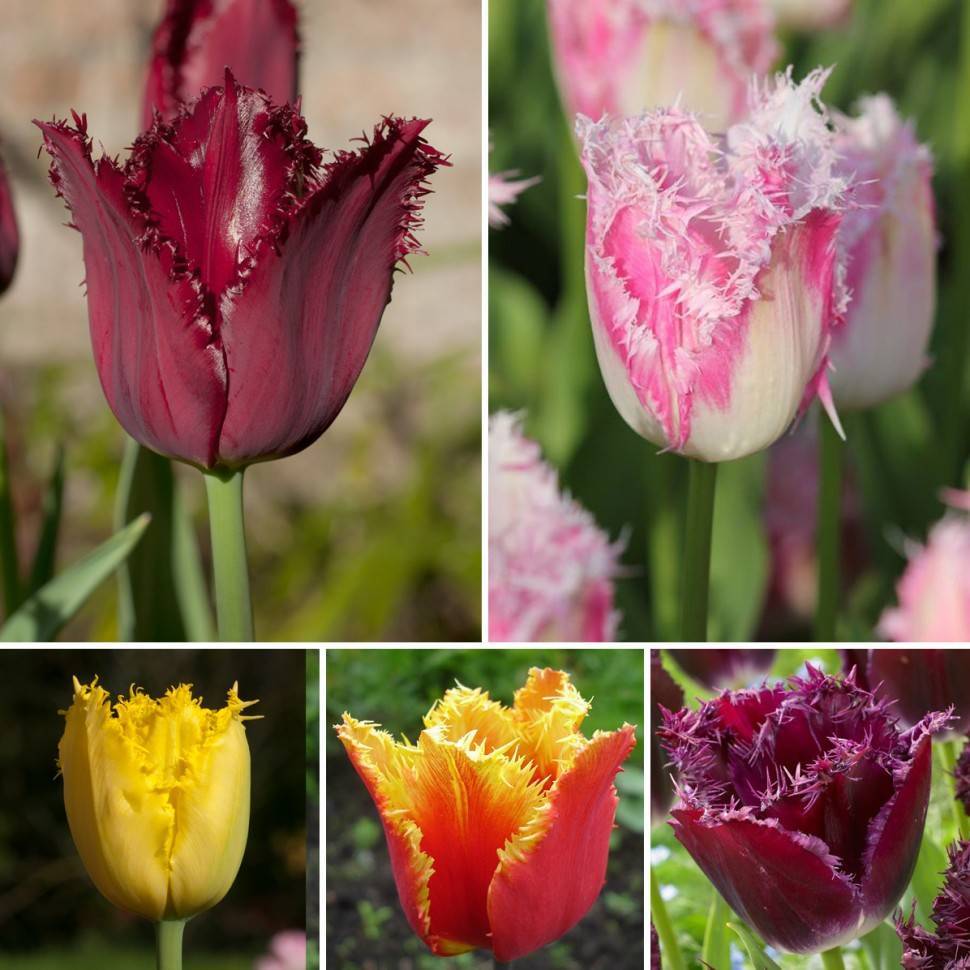 Тюльпаны: посадка и уход в открытом грунте, выращивание и сорта | клуб цветоводов