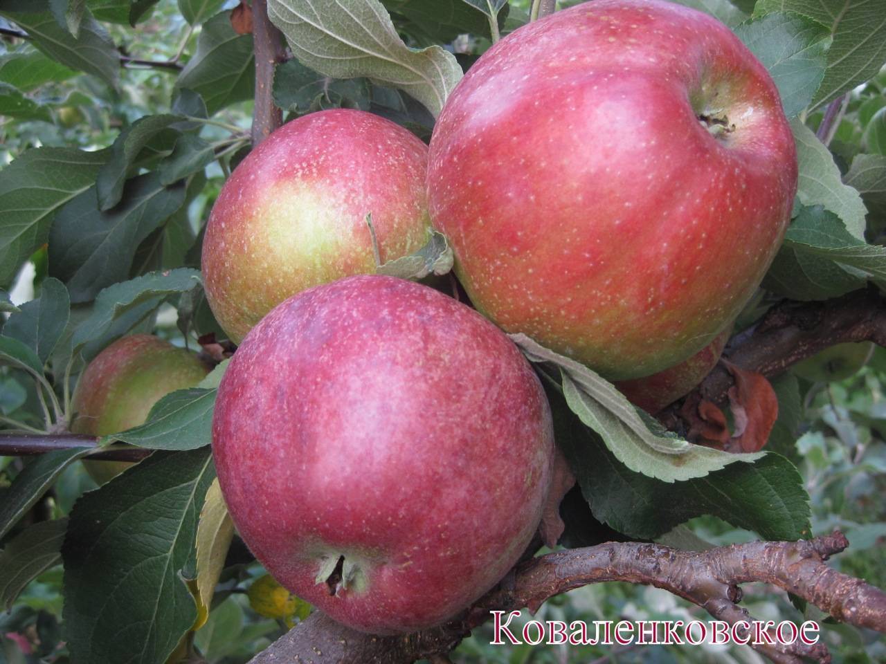 Яблоня коваленковское: особенности сорта, уход и выращивание