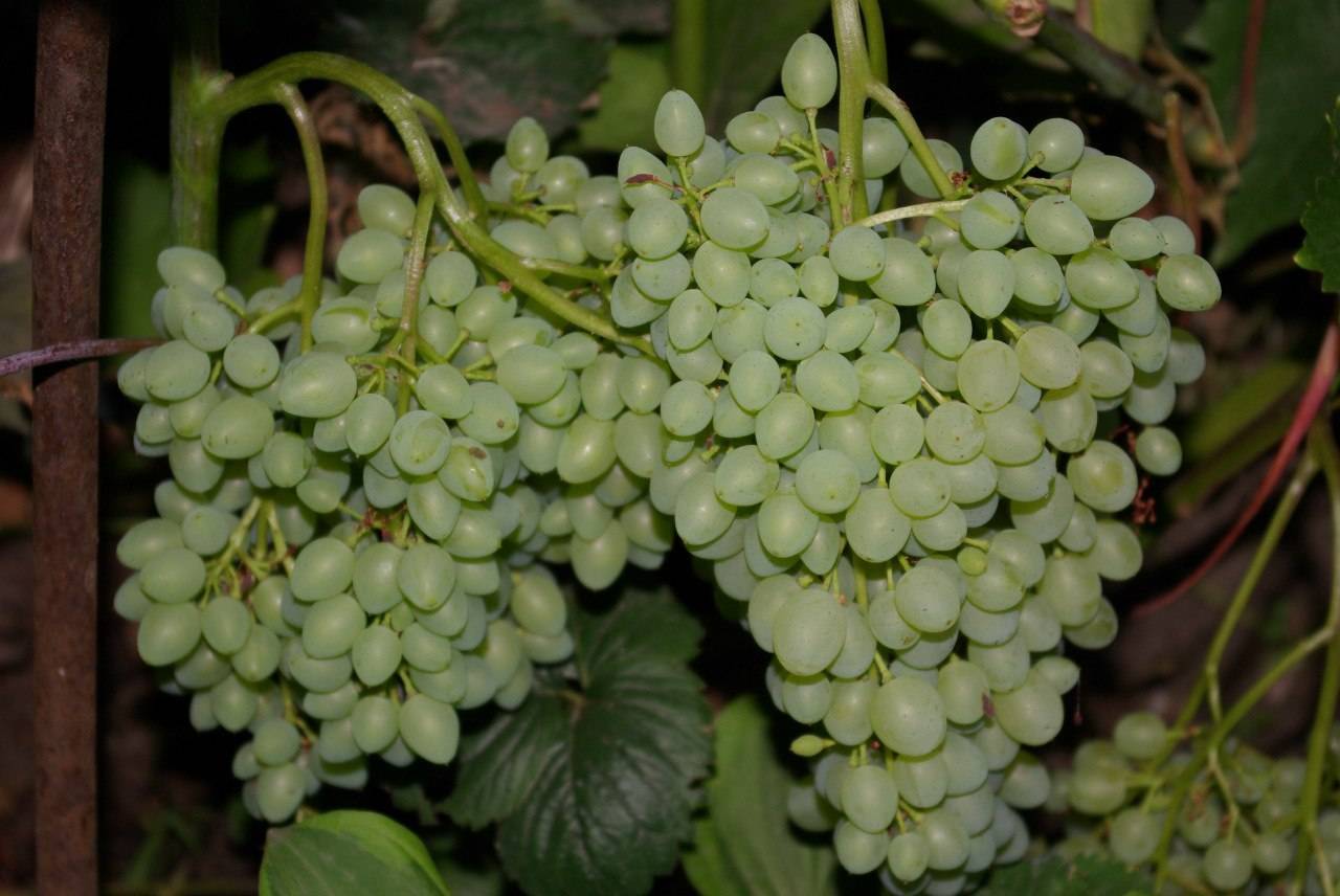 Виноград русбол: описание и особенности сорта, посадка и уход, размножение