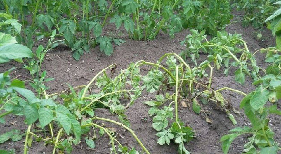Причины почему картофель плохо растет на огороде: что делать, правильный уход после всходов