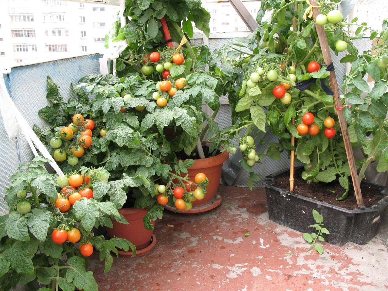 Вырастим томат «балконное чудо»