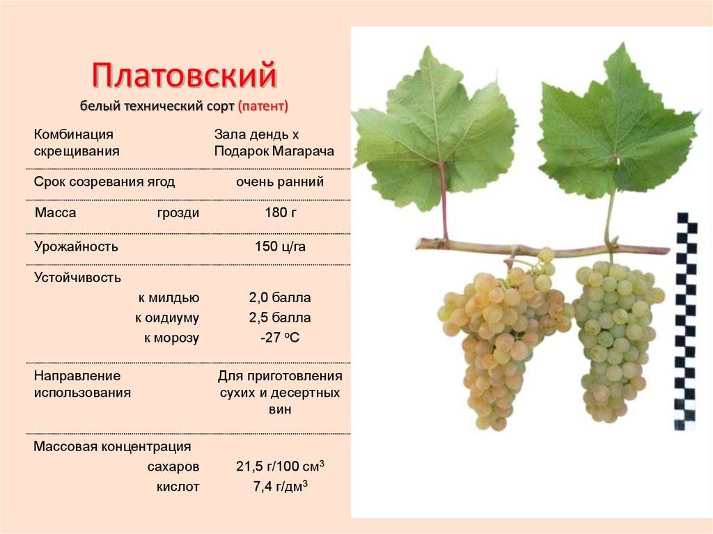 Виноград рислинг, описание и особенности сорта