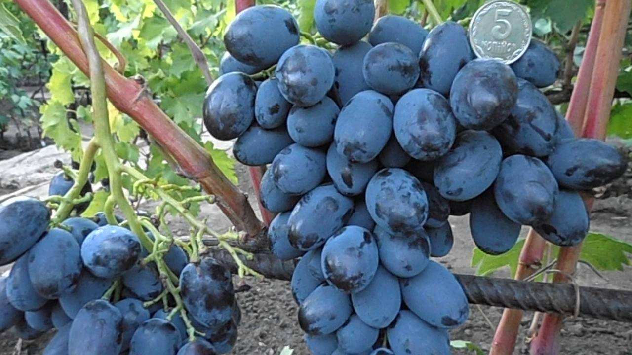 Виноград каталония: описание сорта, правила посадки и ухода, отзывы