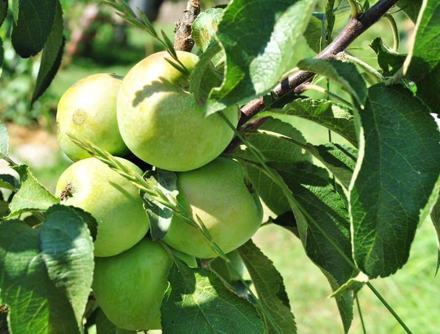 Описание сорта яблони икша: фото яблок, важные характеристики, урожайность с дерева