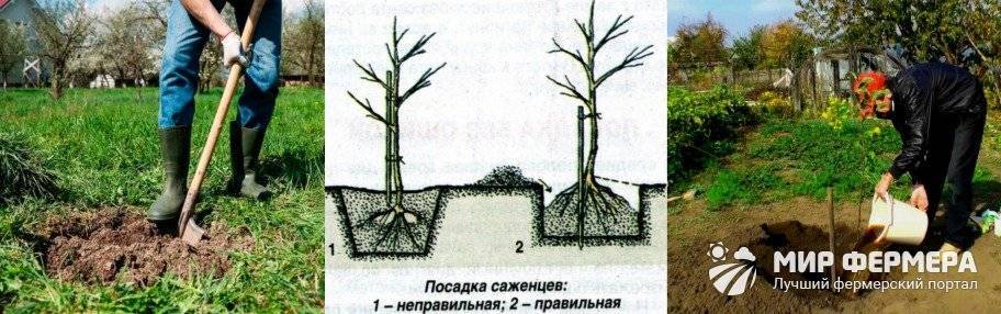 Колоновидные яблони схема посадки