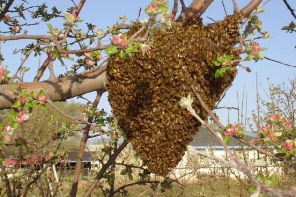 Основные принципы ловли пчелиных роев