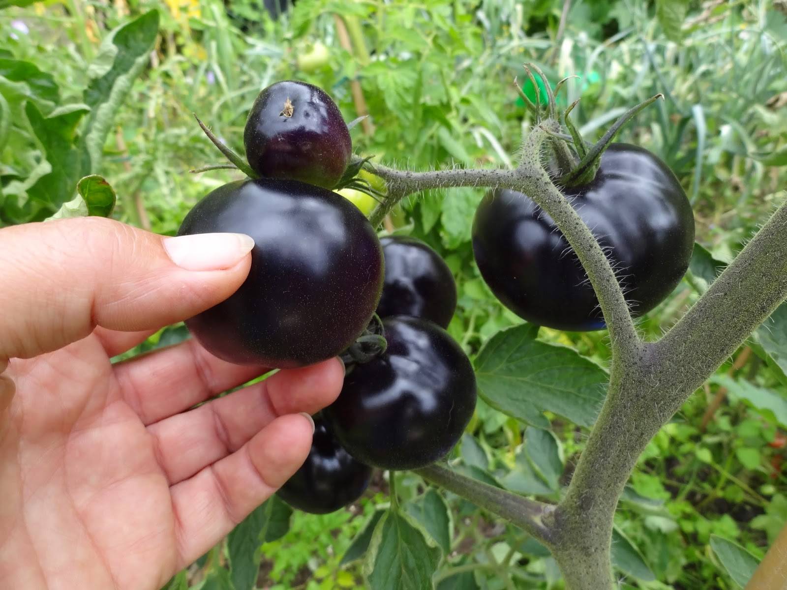 Томаты «черная гроздь» — экзотические гибриды с необычным вкусом