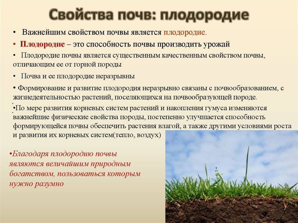 Плодородие почвы: определение и повышение уровня