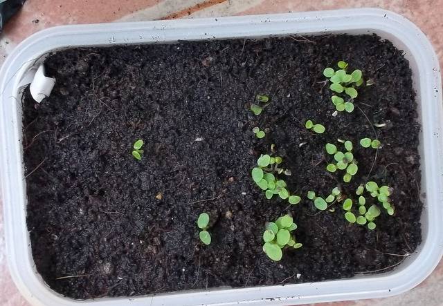Как посадить и вырастить крыжовник из семян в домашних условиях