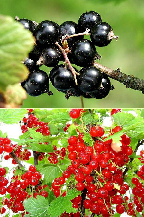 Почему не плодоносит черная смородина: почему нет ягод, что делать, почему не цветет красная, не растет, причины, цветет но не плодоносит | qlumba.com