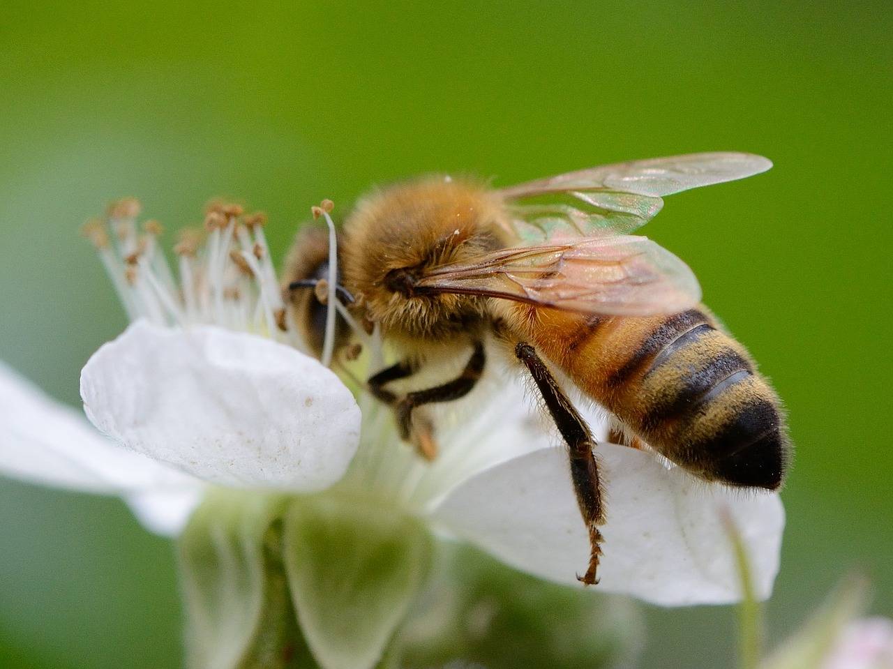 Роль пчел в опылении растений?