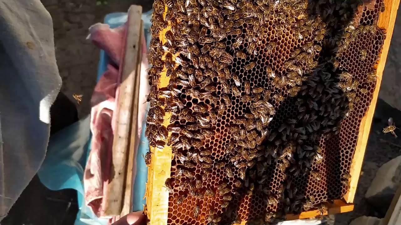 Как появляются трутовки в пчелиной семье
