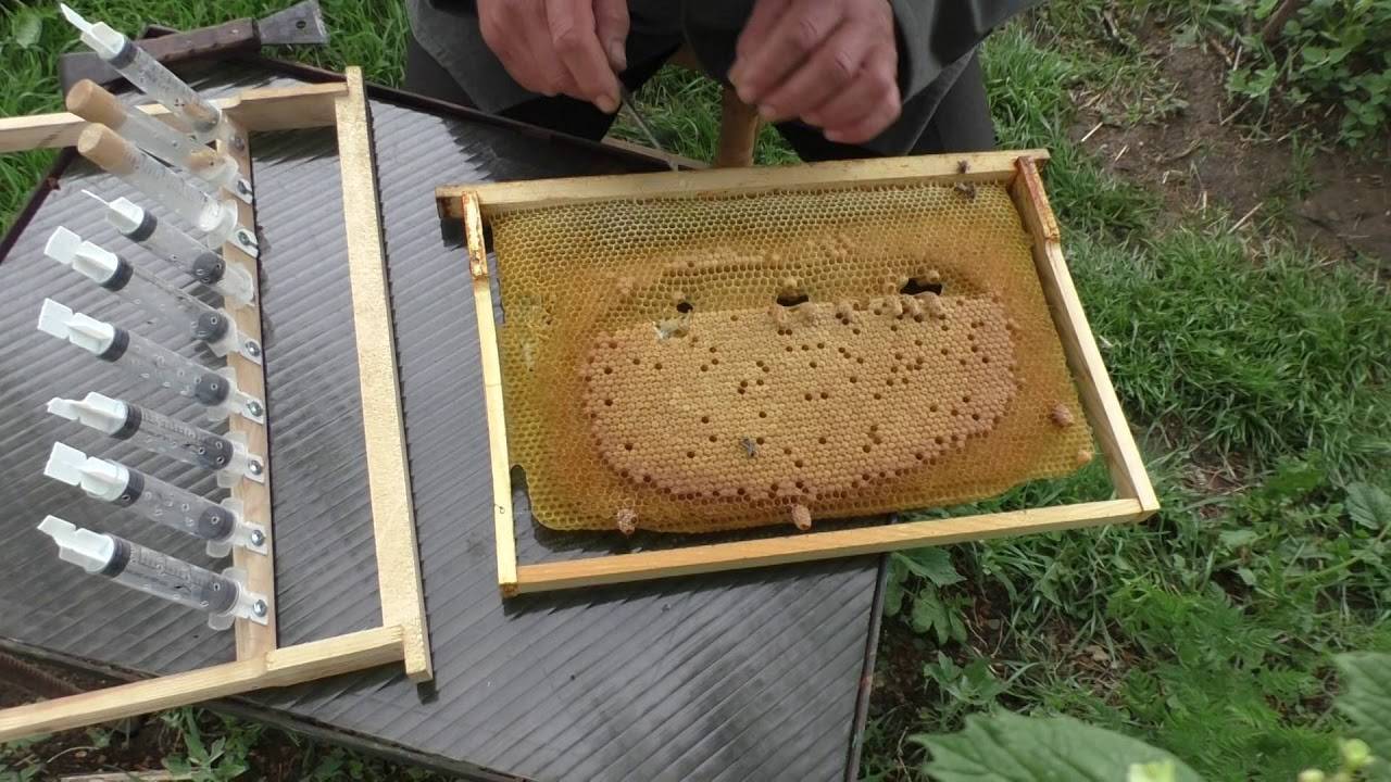 Вывод пчелиных маток, система вывода, сроки, календарь, видео