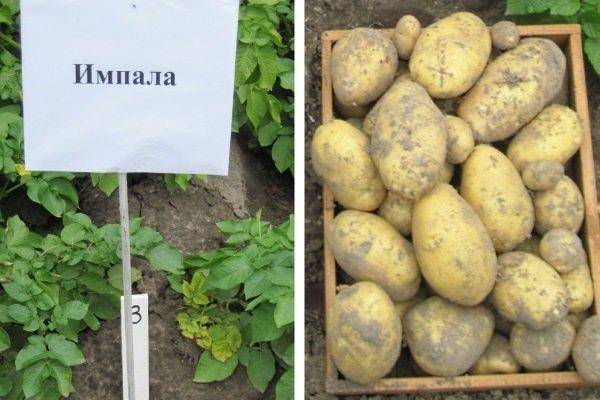 Сорт картофеля каратоп – описание и фото